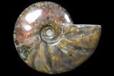 Flashy Red Iridescent Ammonite - Wide #81846-1